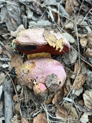 Rubroboletus eastwoodiae