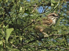 Rhynchospiza strigiceps