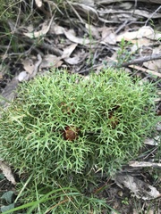 Isopogon ceratophyllus