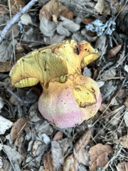 Rubroboletus eastwoodiae