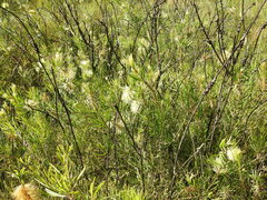 Melaleuca pachyphylla