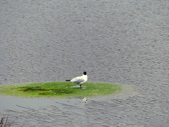 Chroicocephalus serranus