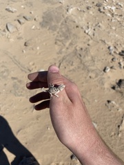 Pristurus carteri