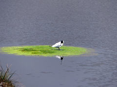 Chroicocephalus serranus