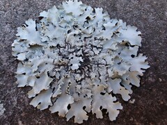 Parmotrema clavuliferum