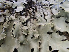 Parmotrema clavuliferum