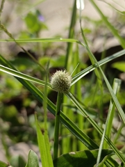 Cyperus mindorensis