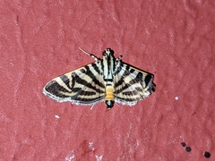 Spilomela