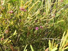 Melaleuca thymifolia