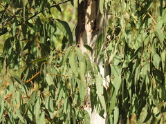 Eucalyptus bancroftii