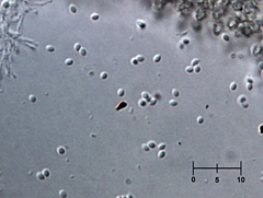 Polycephalomyces tomentosus