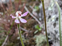 Caladenia pusilla