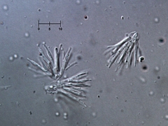 Polycephalomyces tomentosus