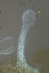 Polycephalomyces tomentosus