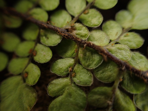 Sadleria unisora