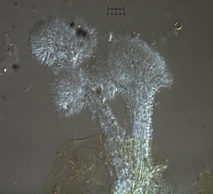 Polycephalomyces tomentosus