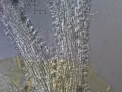 Polycephalomyces tomentosus