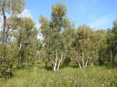 Eucalyptus bancroftii