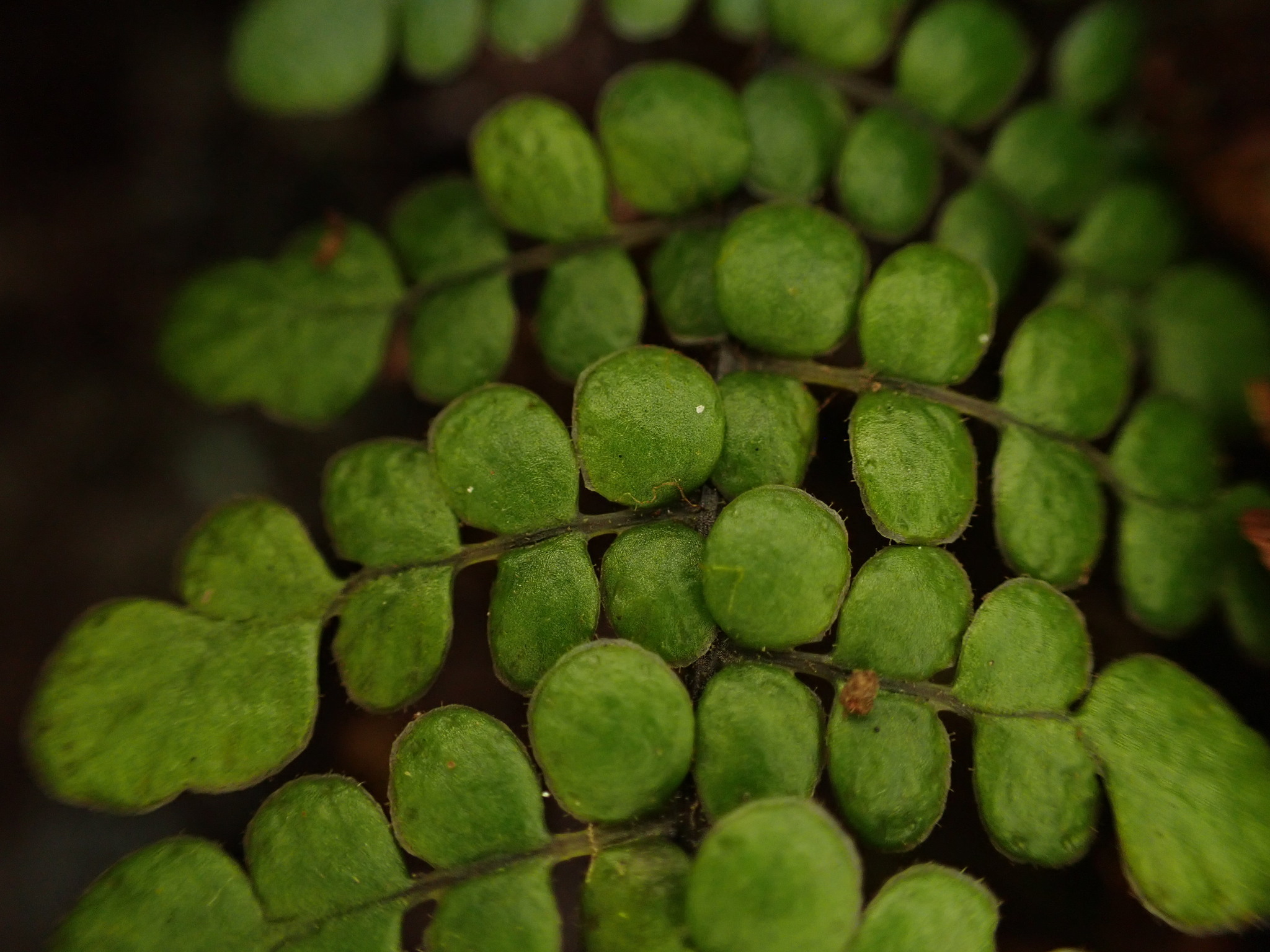 Sadleria unisora