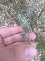 Dalea pulchra