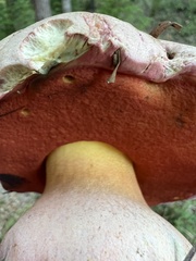 Rubroboletus eastwoodiae