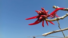 Erythrina americana