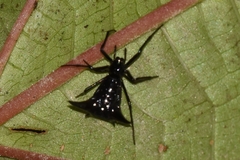 Micrathena pilaton