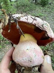 Rubroboletus eastwoodiae