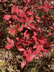 Vaccinioideae