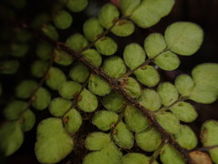 Sadleria squarrosa