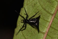 Micrathena pilaton