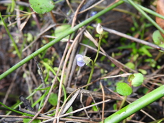 Utricularia uliginosa