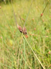 Chorizandra cymbaria