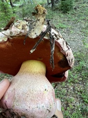 Rubroboletus eastwoodiae