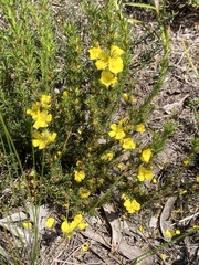 Hibbertia fasciculata