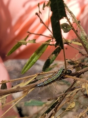 Uresiphita