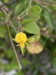 Rhynchosia cinerea