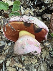 Rubroboletus eastwoodiae