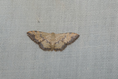 Idaea phaeocrossa