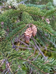 Picea