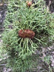 Isopogon ceratophyllus