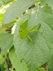 Stilpnochlora