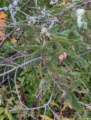 Picea