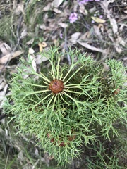 Isopogon ceratophyllus