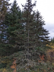 Picea