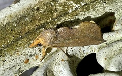 Oraesia excavata