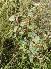 Elatostema