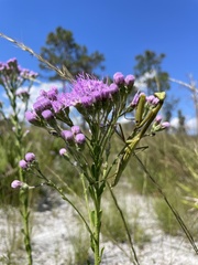 Stagmomantis floridensis