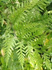 Pteridoideae