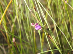 Utricularia caerulea